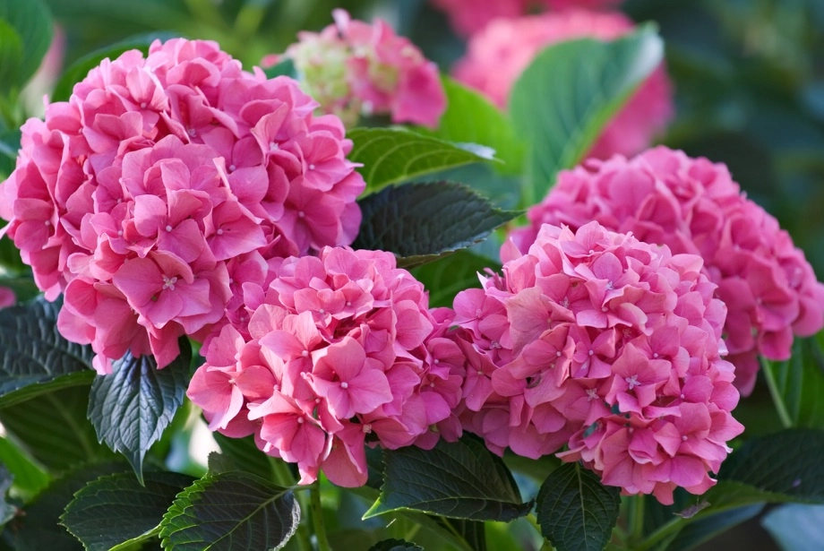 Plantas de invierno para tu hogar