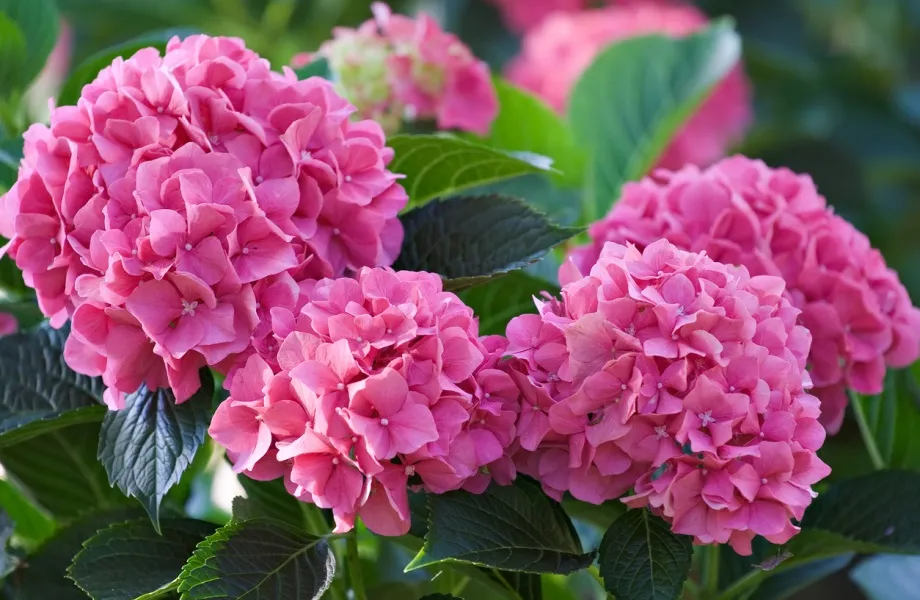 Winter plants for your home