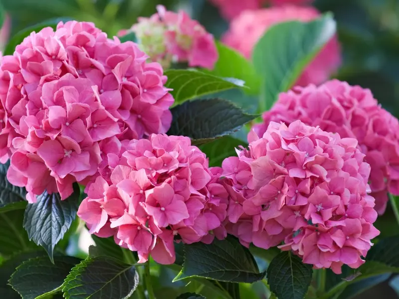 Winter plants for your home